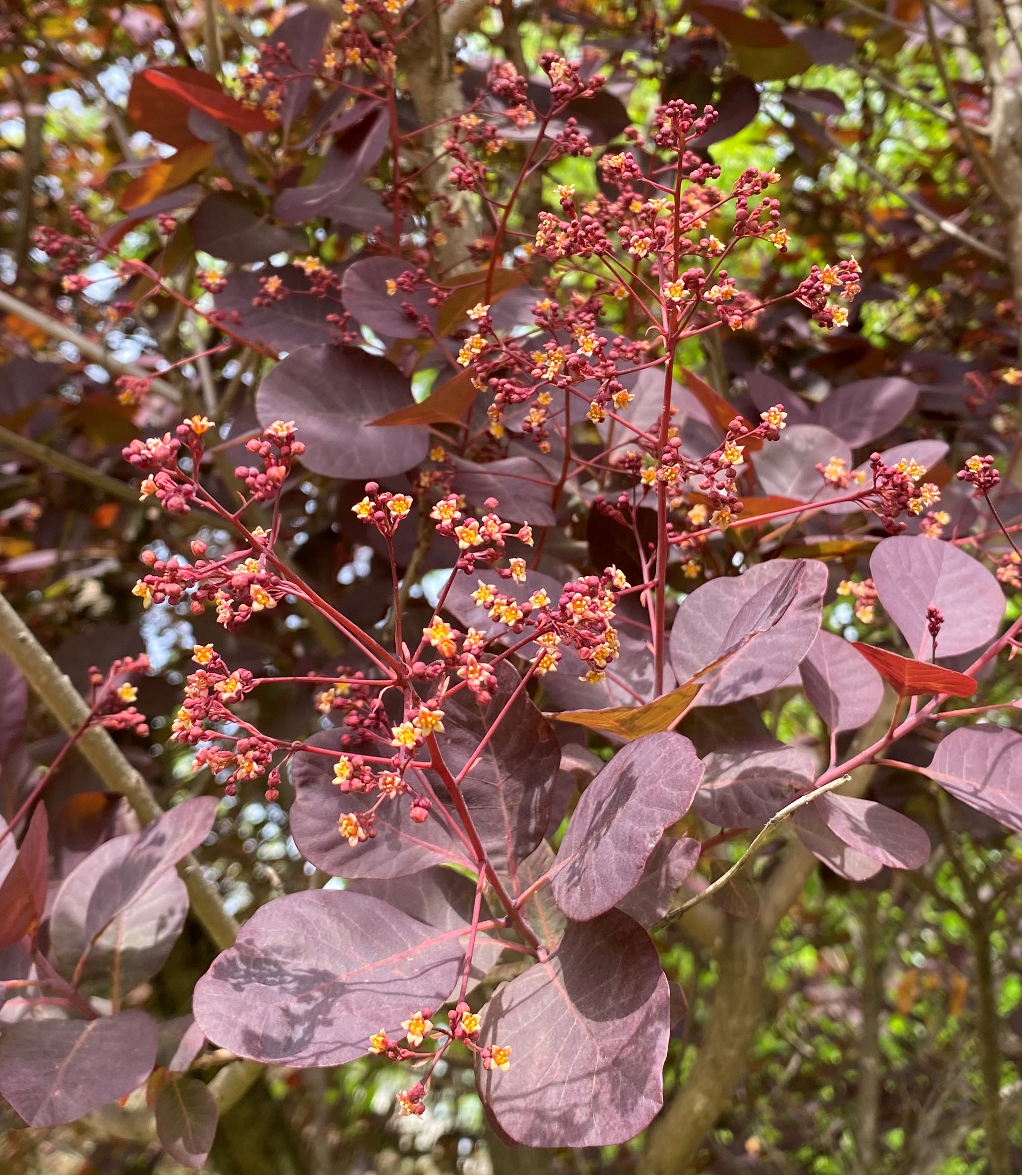 The tiny yellow flowers on a panicle of a purple-leaved common smoketree. Photo courtesy of Michele Warmund.