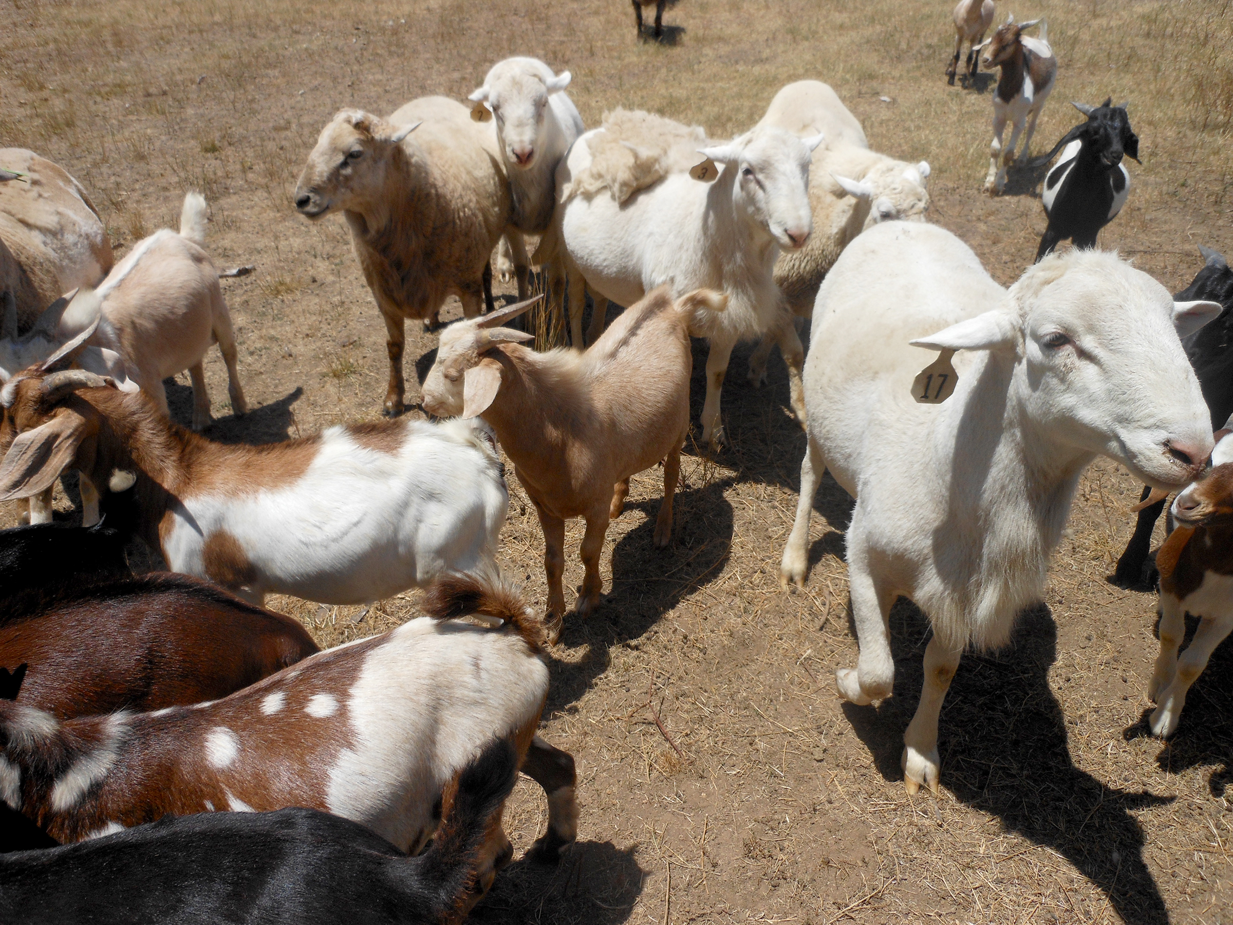 Sheep and goats on drought-affected pasture in Sheldon, Mo. Photo by David Brown.