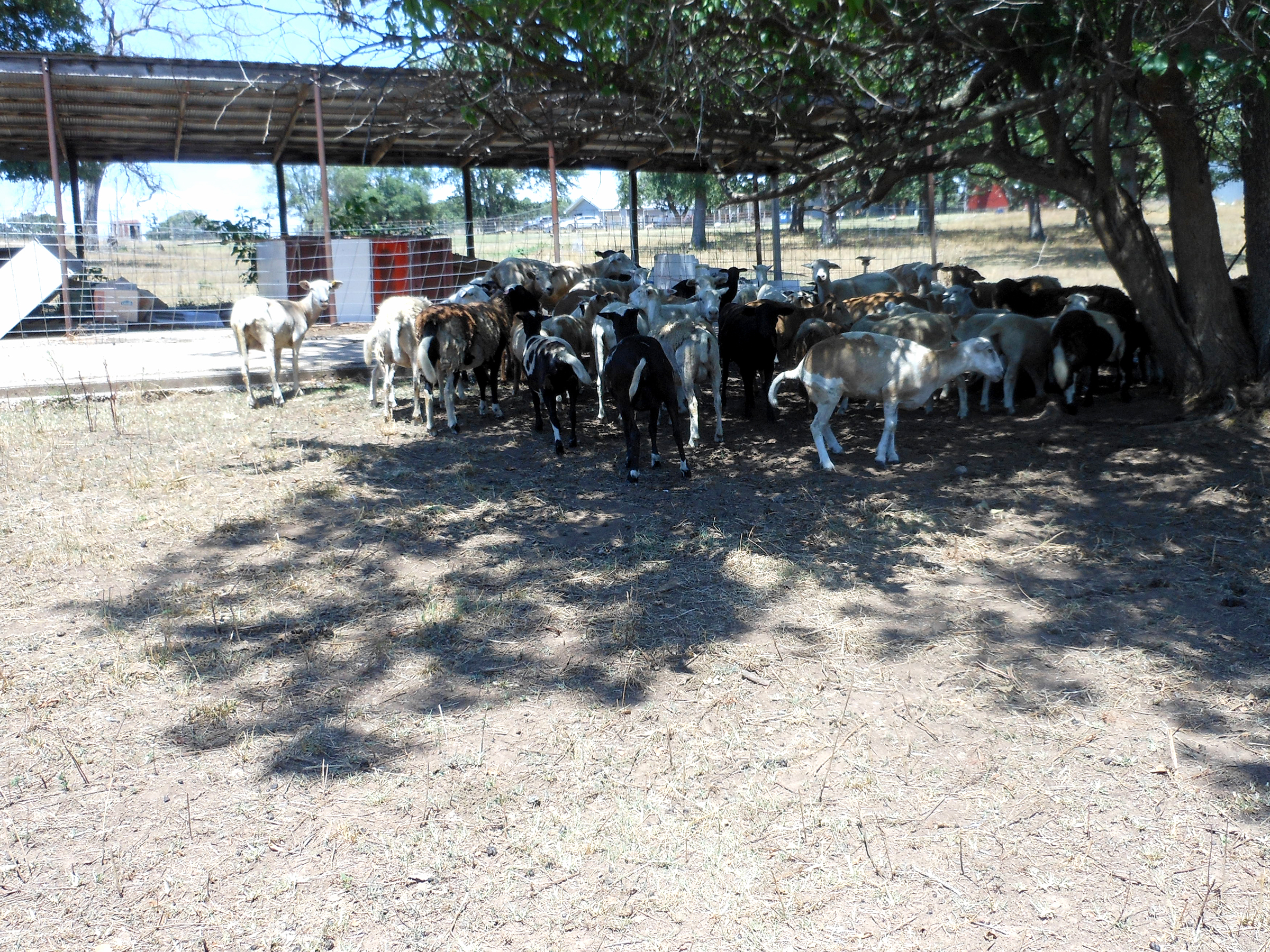 Sheep and goats seek shade in drought on a farm in Sheldon, Mo. Photo by David Brown.