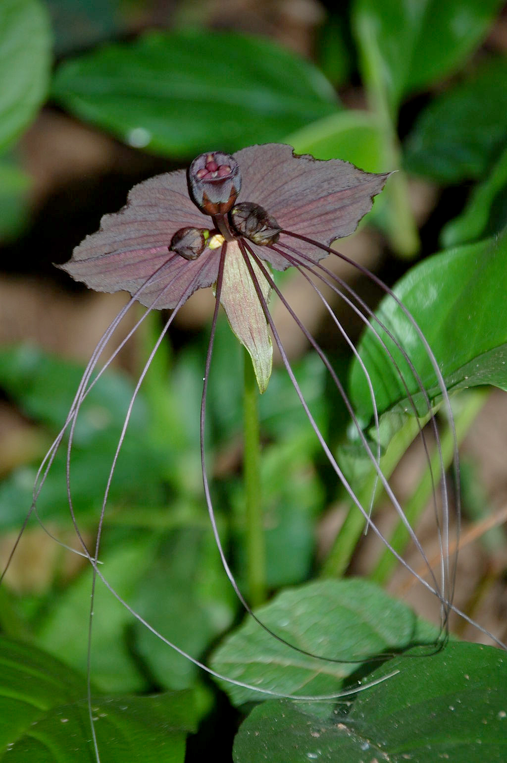 Bat-ter up. The creepy, dark purple flowers of a black bat or devil’s plant are a home run for plant enthusiasts seeking something different. Photo: Meneerke Bloem, CC BY-SA 3.0 (https://creativecommons.org/licenses/by-sa/3.0), via Wikimedia Commons.