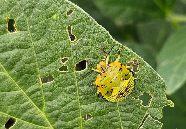 stink bug