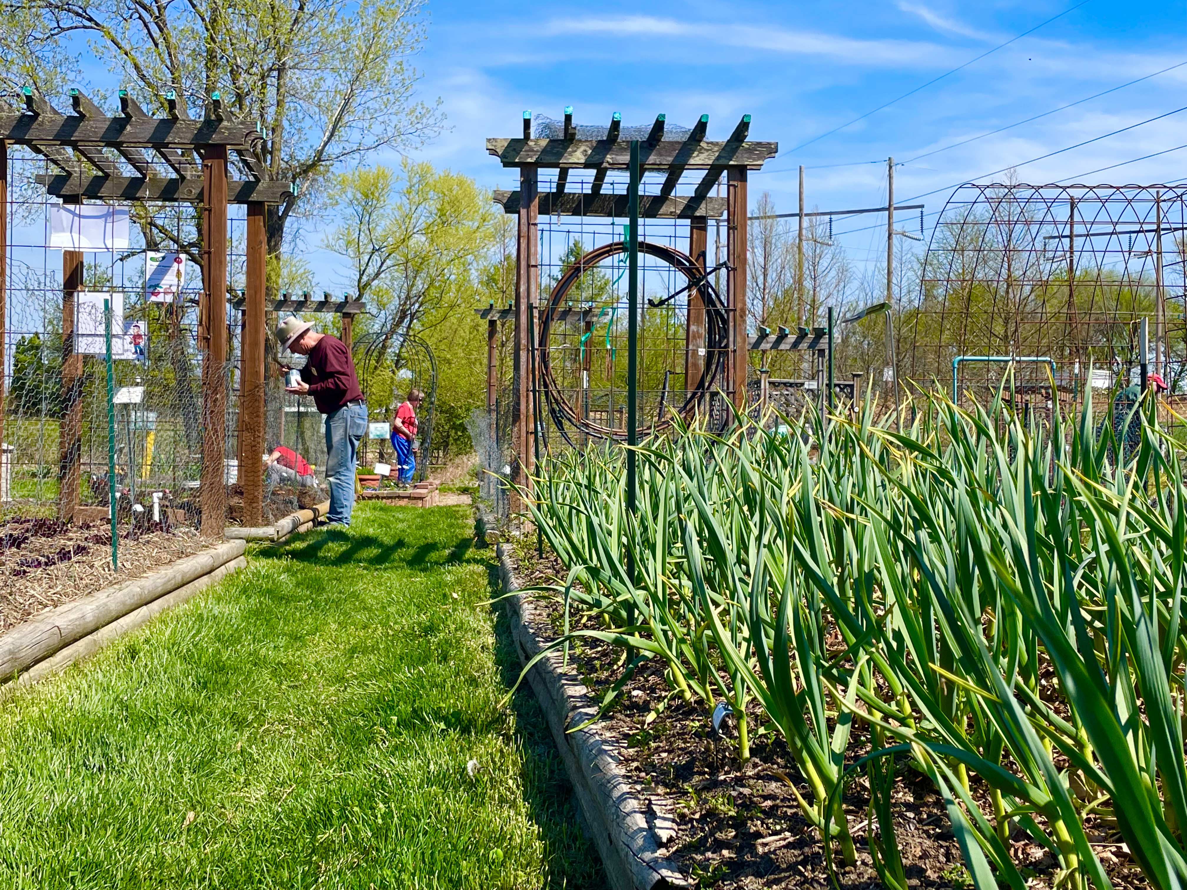 Garlic grows in a raised bed in a pantry garden at the MU Extension Center in St. Charles County.