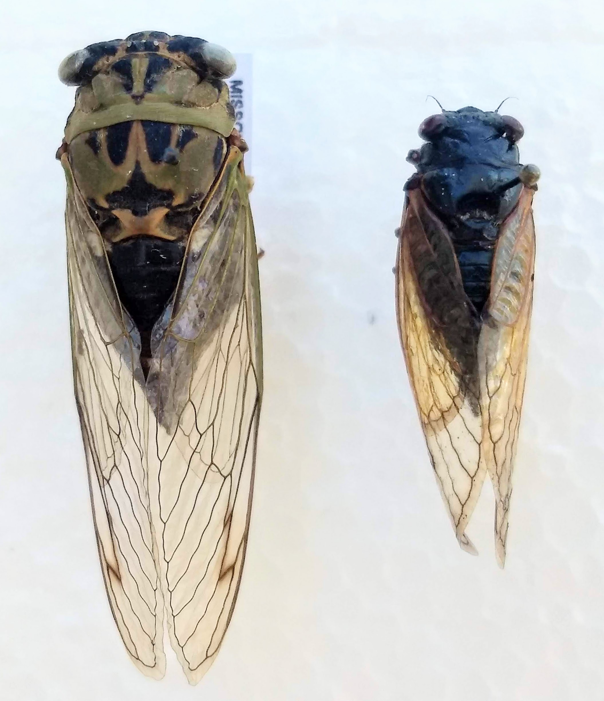 The annual cicada, left, and the periodical cicada, right. Photo by Tamra Reall.