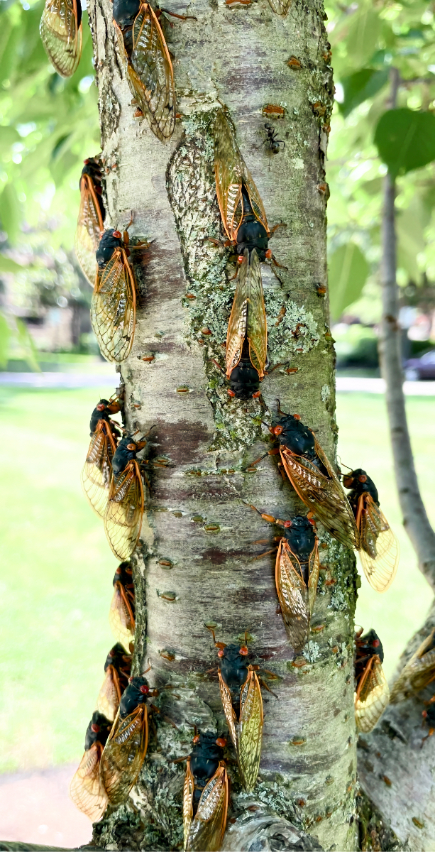 Once they emerge from the ground, cicadas head to the trees. Photo courtesy of Gene Kritsky, Mount St. Joseph University