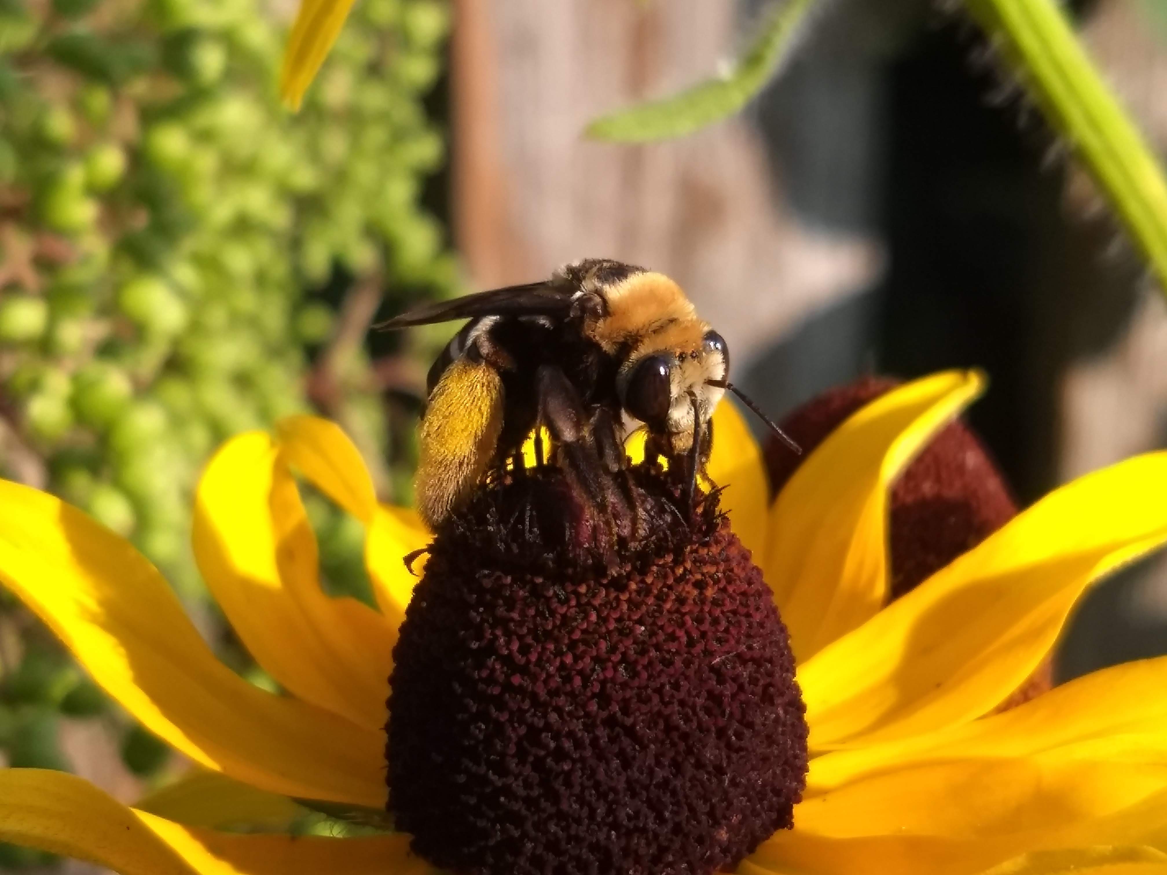 bee