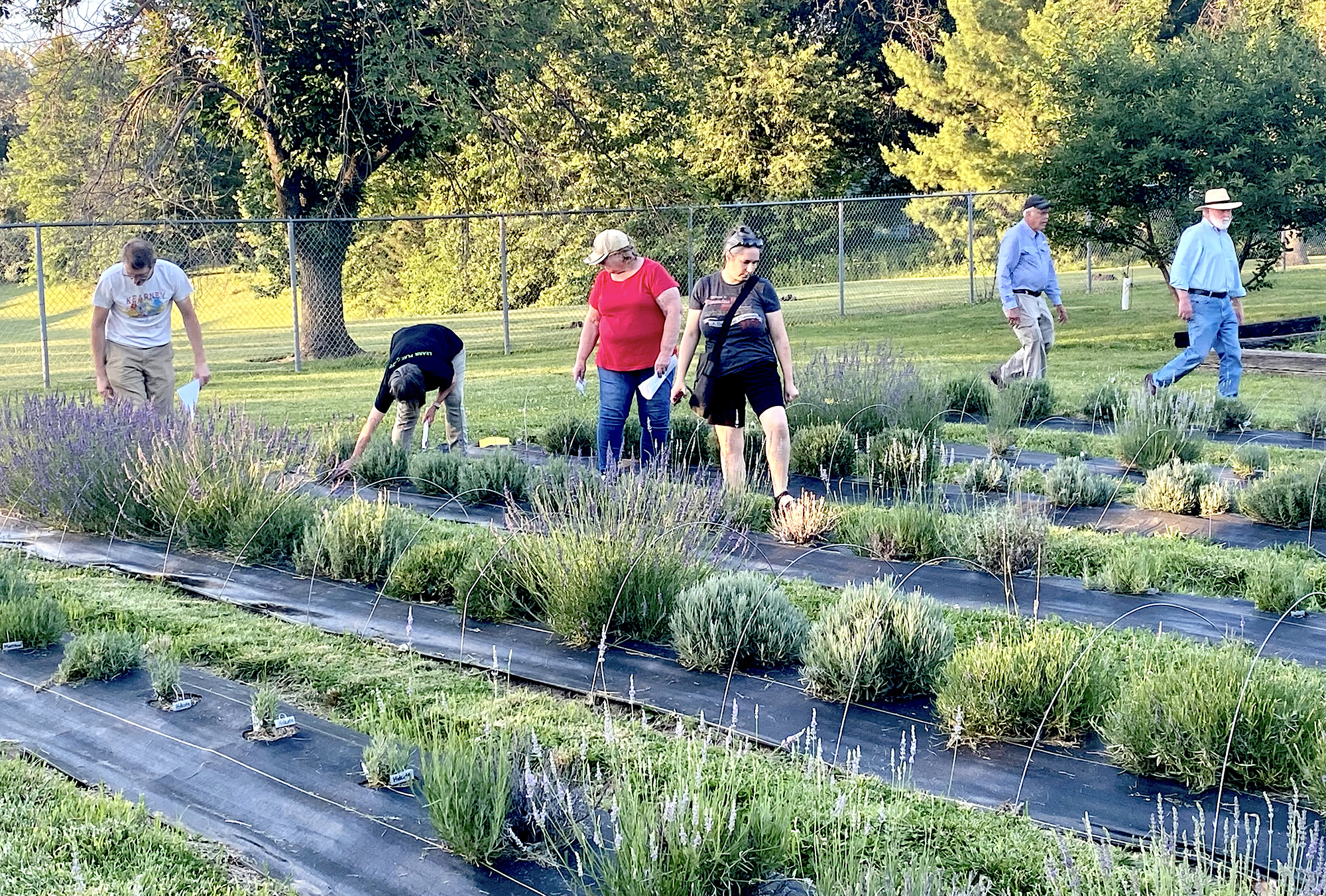 Missourians are showing increasing interest in growing lavender, which provides income opportunities for small-acreage farmers and those interested in value-added products. Photo courtesy of Jennifer Schutter.