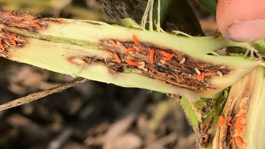 Soybean gall midge larvae