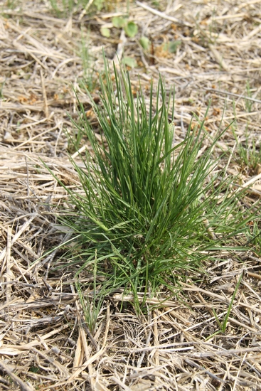 Kentucky bluegrass can be identified by its short, narrow leaves and leaf tips that are canoe-shaped. MU Plant Sciences photo.