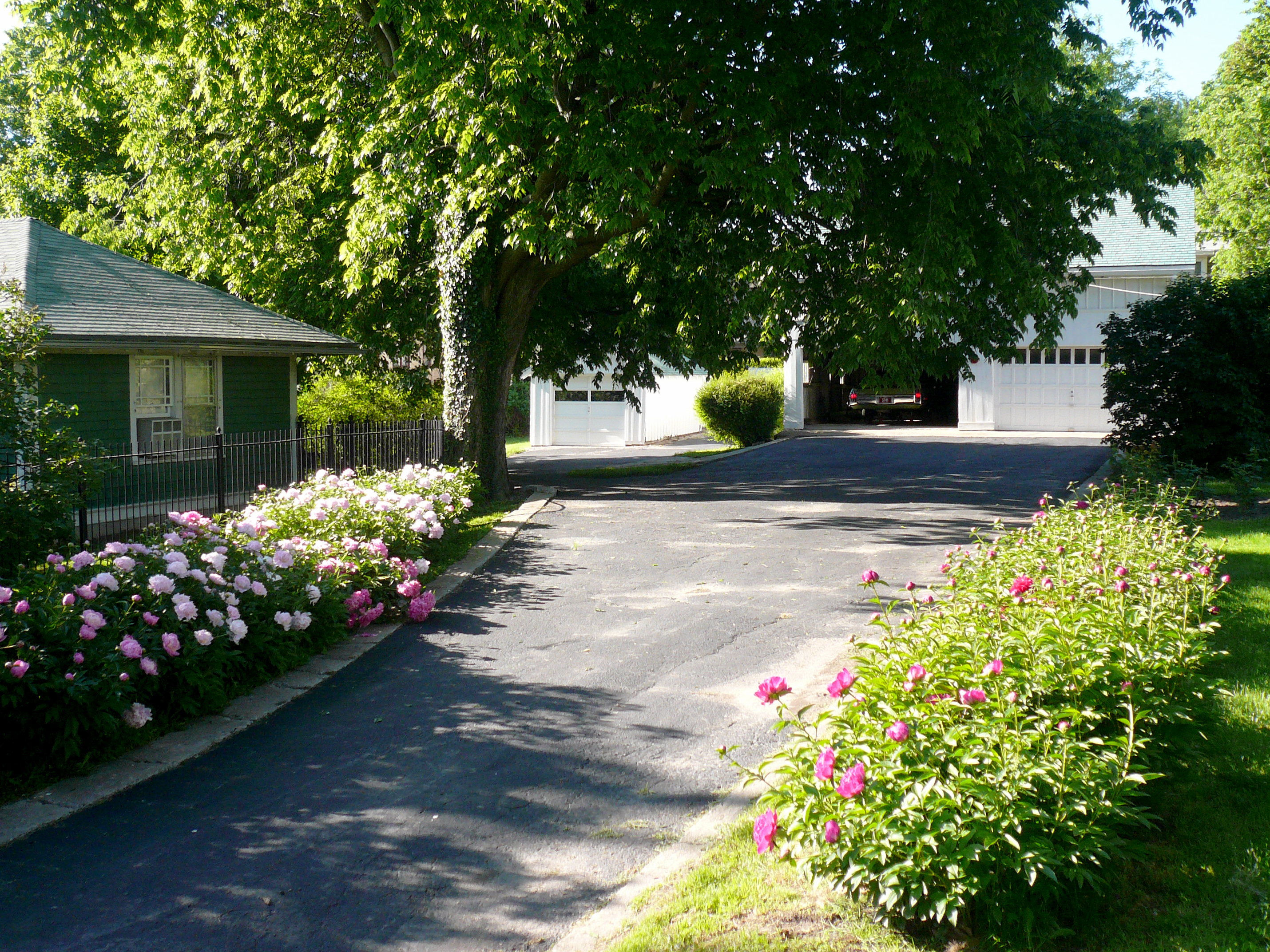 Peonies at the Harry S Truman National Historic Site. National Park Service photo.