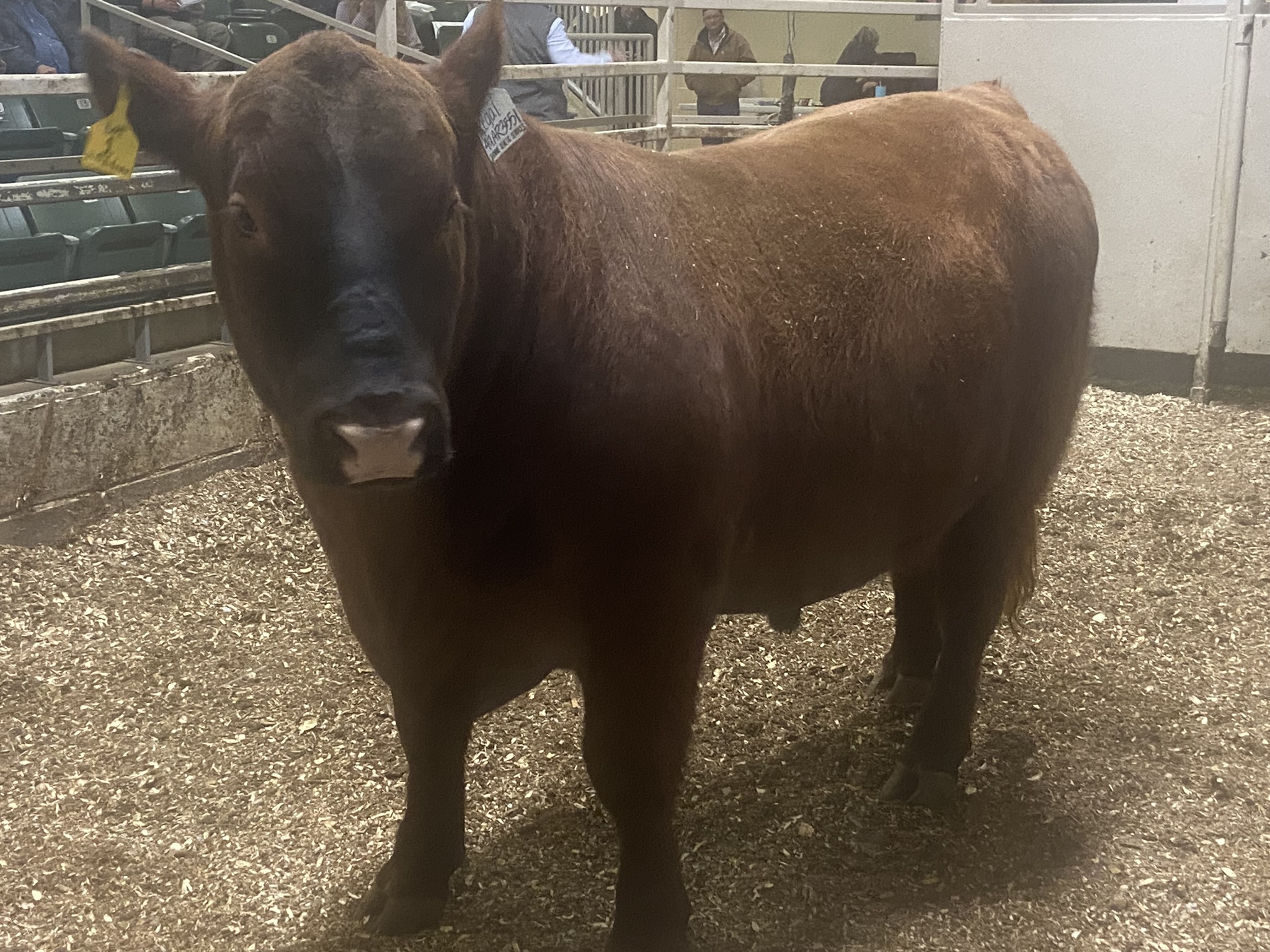 Bull from SW Missouri bull sale in Springfield.