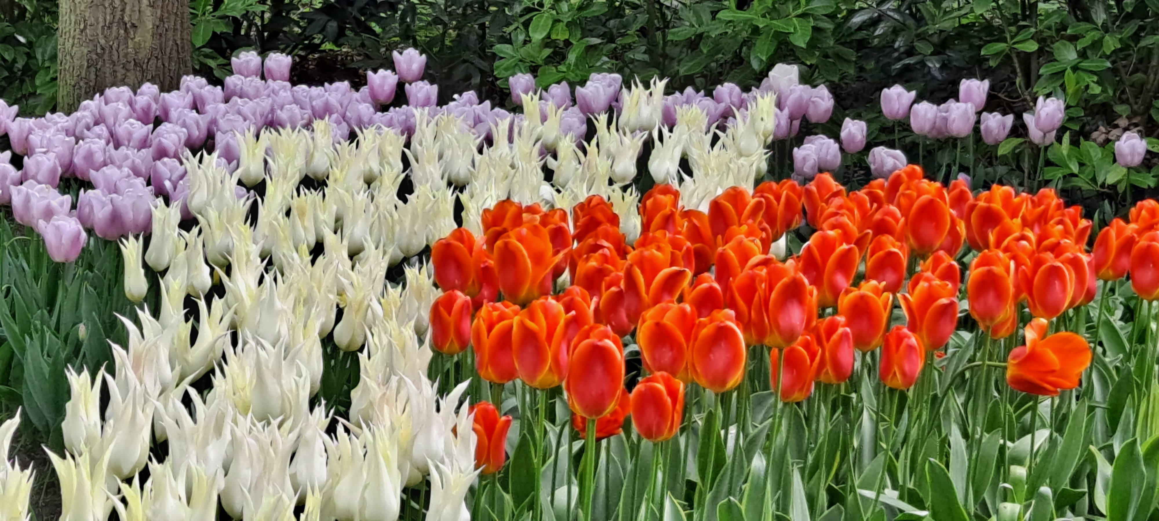 Tulips at Keukenhof, Netherlands. Photo by Debi Kelly.