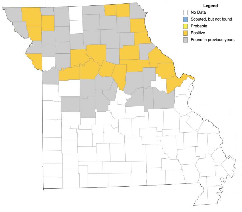 This map shows the spread of tar spot disease in Missouri corn crops in 2024. Map by ipmPIPE. 