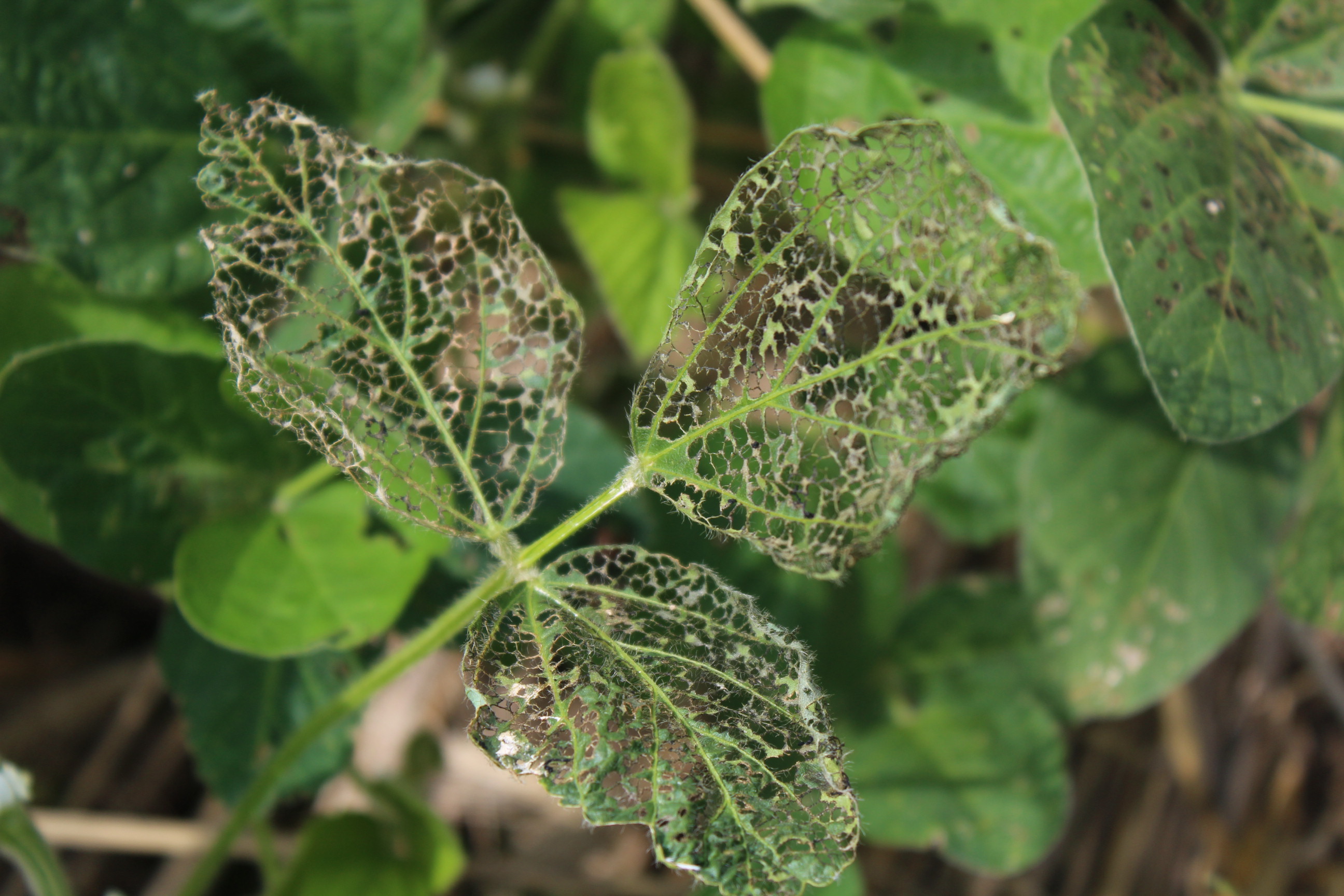 Missouri soybean and corn producers report increasing numbers of Japanese beetles. Here, defoliated soybean leaves show the beetles’ presence. Photo by Linda Geist.