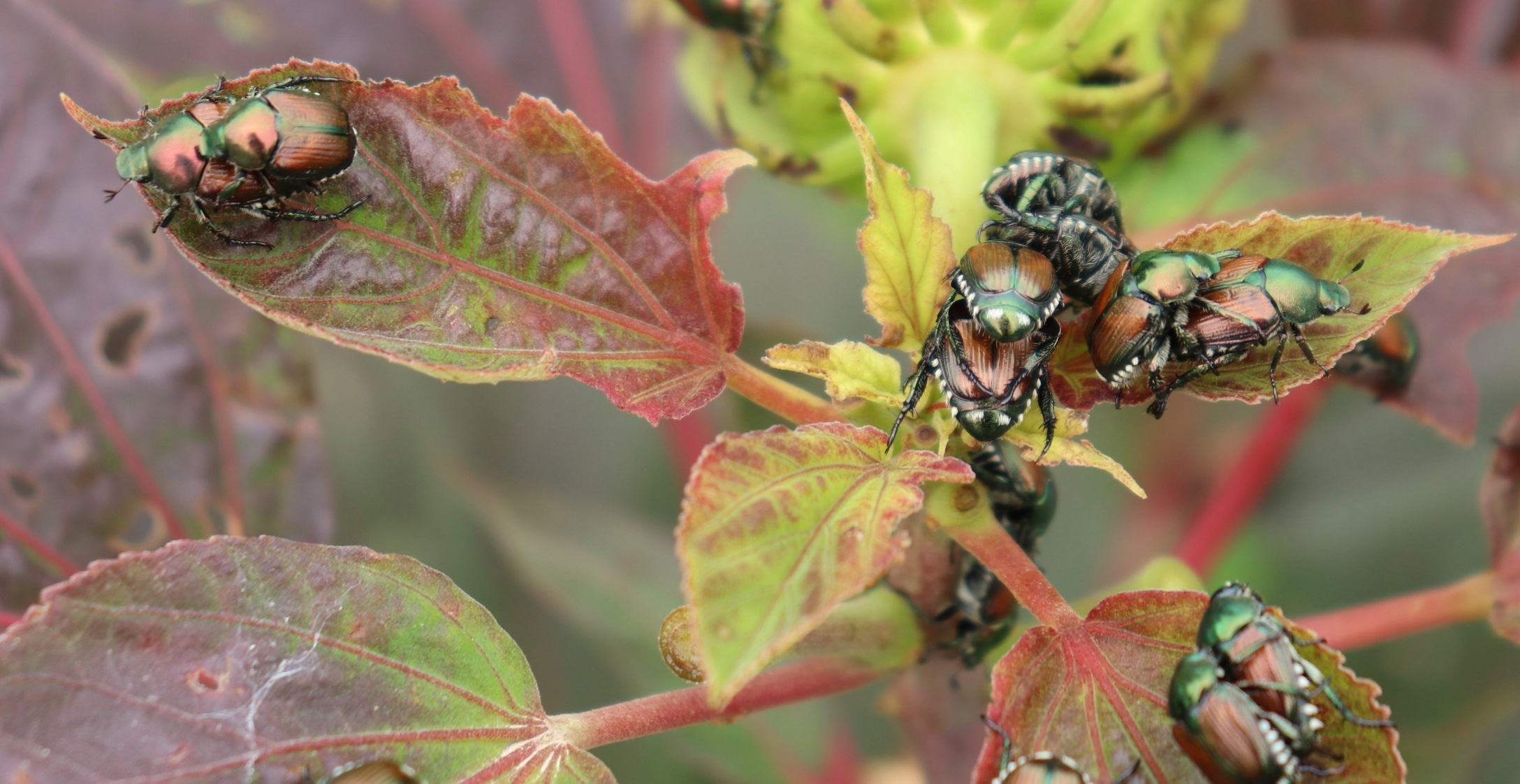 Japanese beetles are on the rise in Missouri gardens. They tend to favor certain plants, including hibiscus (rose of Sharon), rosebushes and hollyhocks. They can quickly defoliate plants. Photo by Linda Geist.