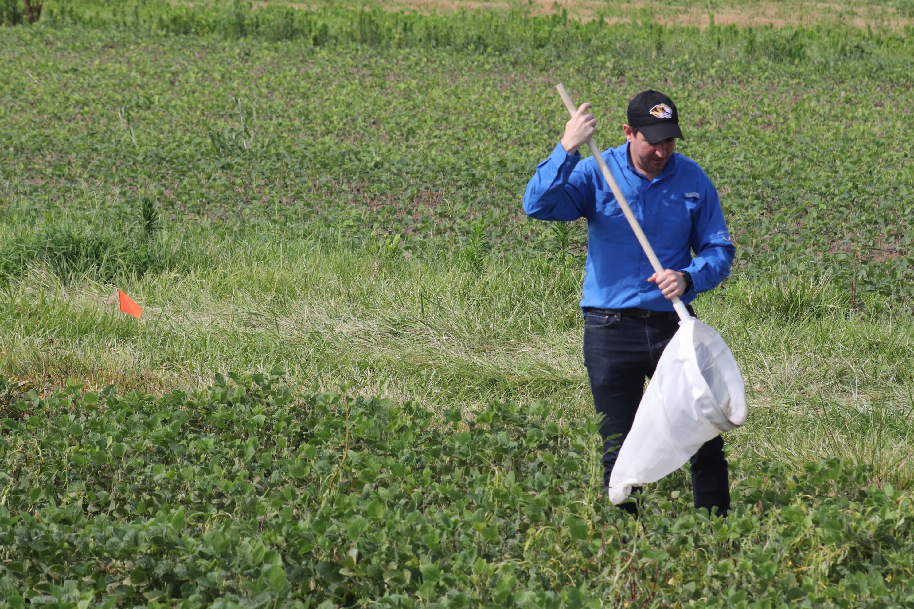 MU Extension state entomologist Ivair Valmorbida demonstrated how to scout for pests during a recent field day. Walk in a U, X or W pattern to assess the entire field and sweep vigorously with a sweep net to capture insects from various parts of a field. Identify the insects and determine thresholds. Photo by Linda Geist.