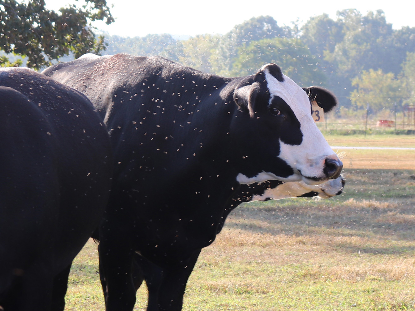 Cows surrounded by flies in Crane, Mo. Photo by Linda Geist.