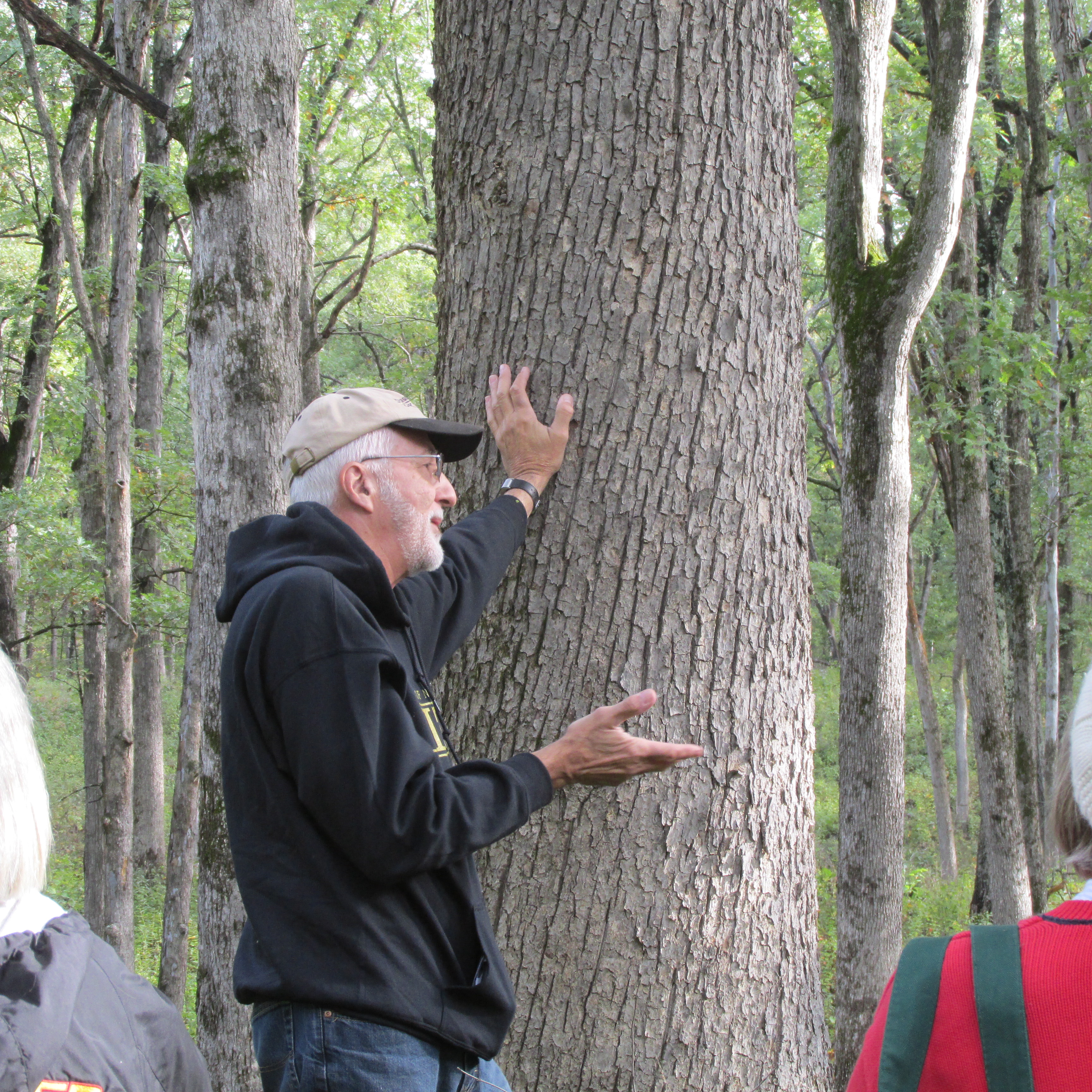 Hank Stelzer, MU Extension forestry state specialist, compares this high-quality tree to some lower-quality ones in the background. Proper management ensures trees are kept healthy, benefit wildlife and can be harvested when mature.