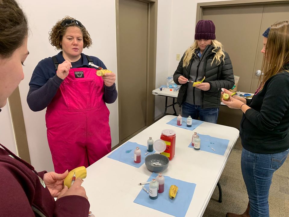 Administering intramuscular and subcutaneous injections into “bananimals” at a previous Pearls of Production conference.