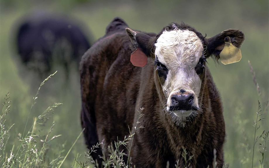 Cows grazing