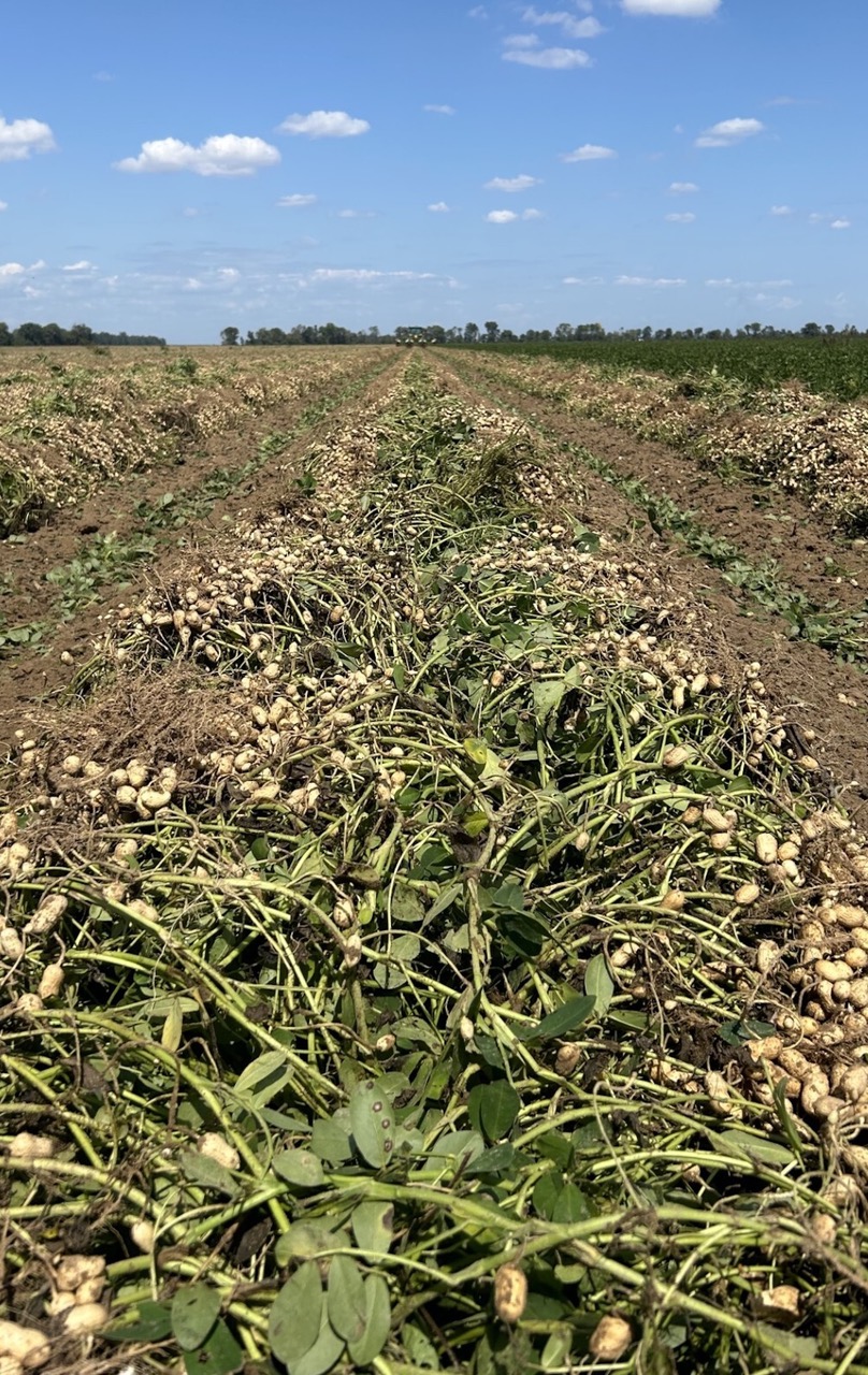 Peanut harvest