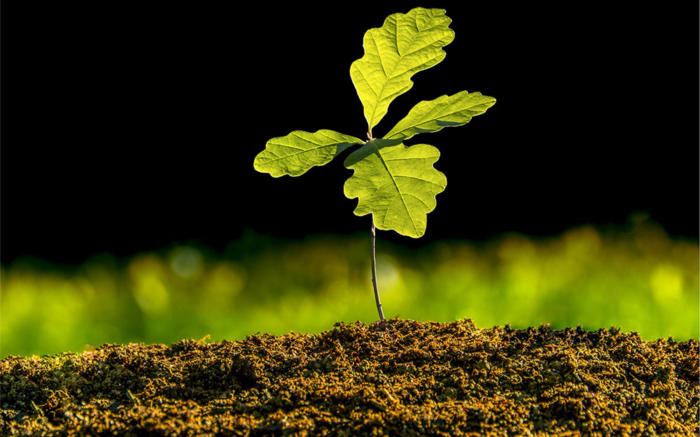 White oak seedling