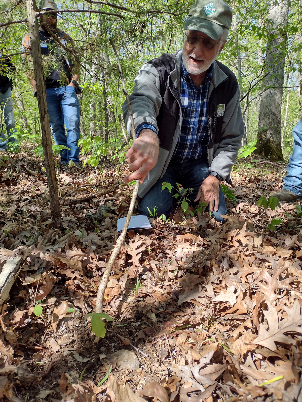 Stelzer - oak seedlings