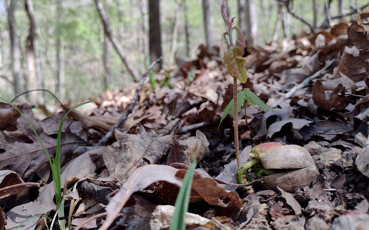 White oak seedling. Photo by Brian Schweiss/MU Extension.