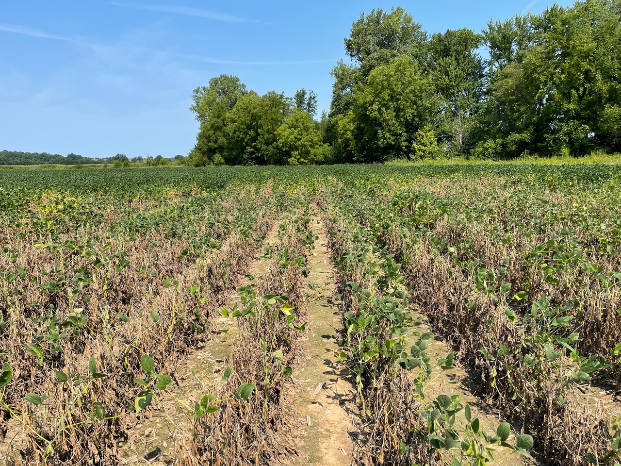 red crown rot field