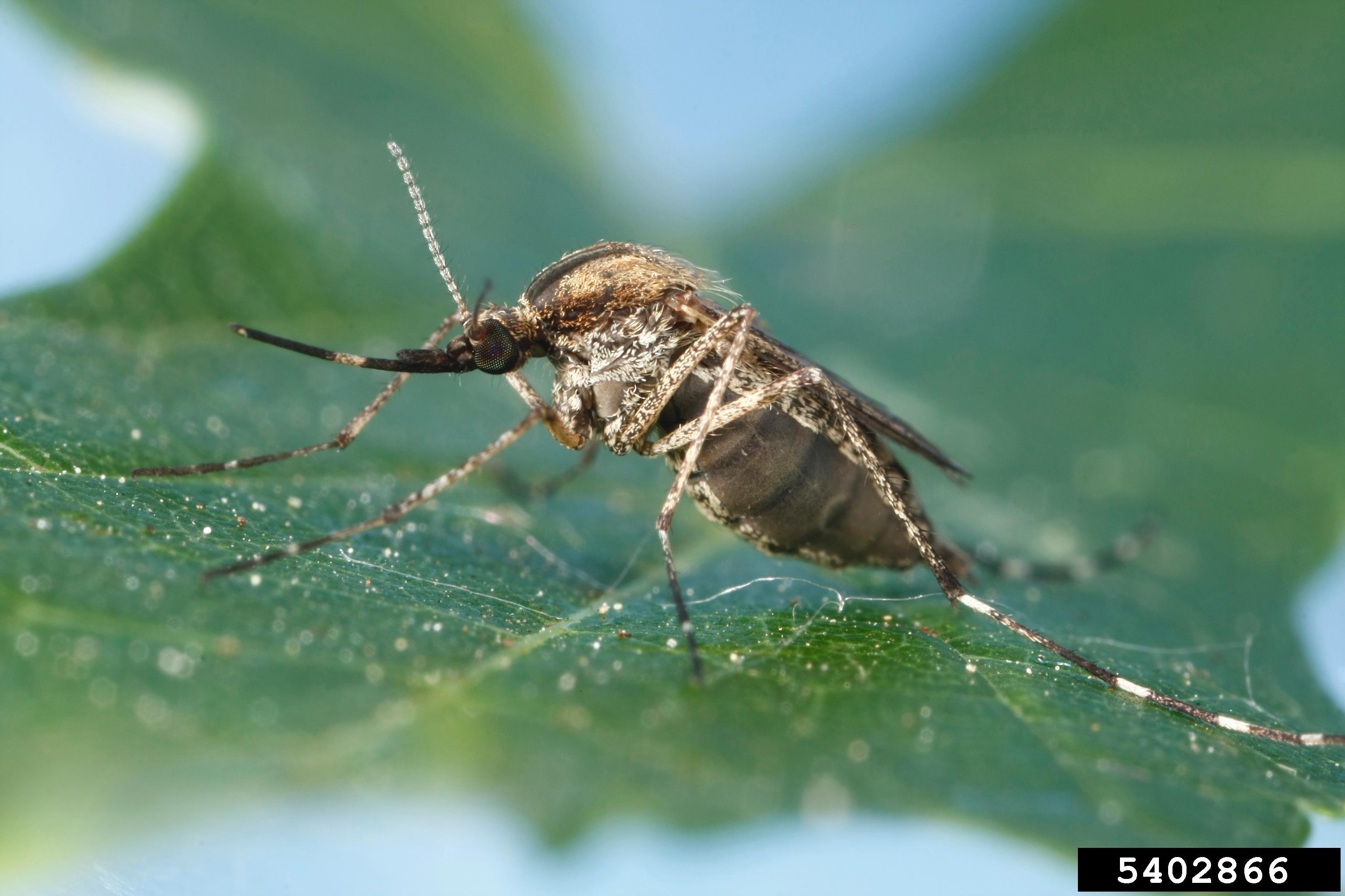 Mosquito. Joseph Berger, Bugwood.org