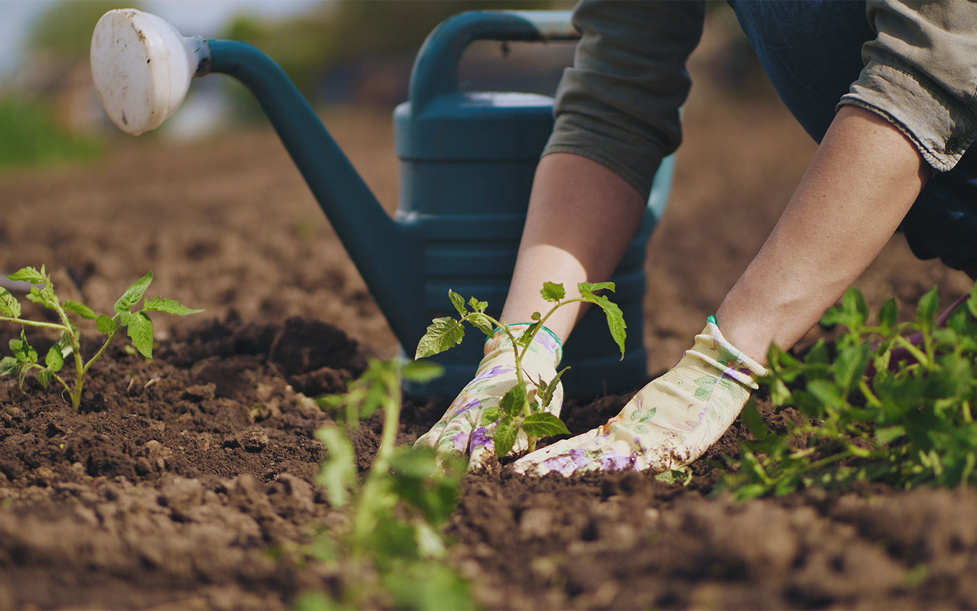 garden - stock photo