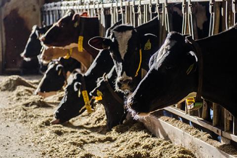 Dairy cattle stock photo.