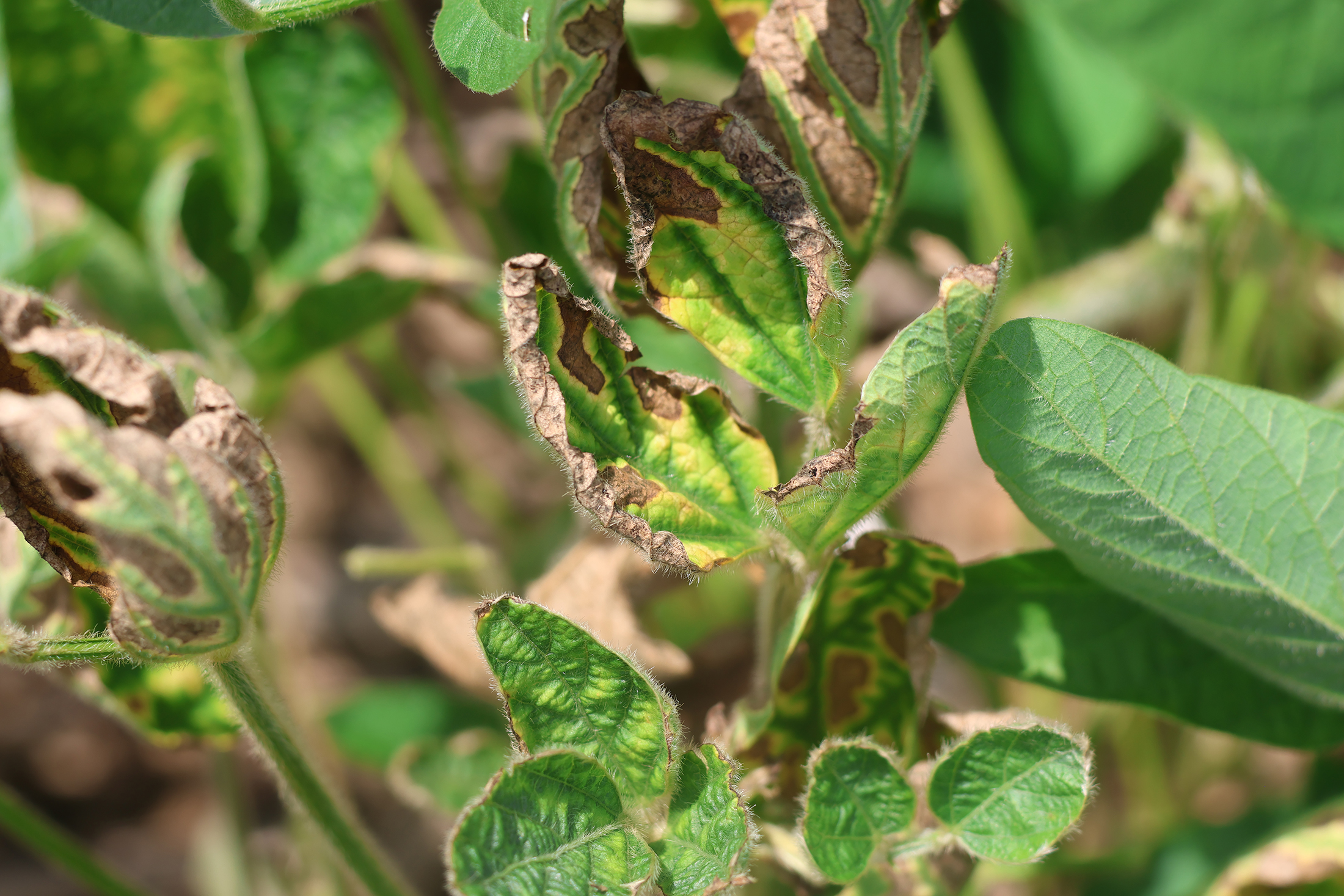 Leaves of plants infected with red crown rot can have symptoms that resemble sudden death syndrome. Yellow spots become visible on upper canopy leaves and can progress into yellow and brown spots that grow between leaf veins. Photo courtesy of Mandy Bish, MU Extension plant pathologist.