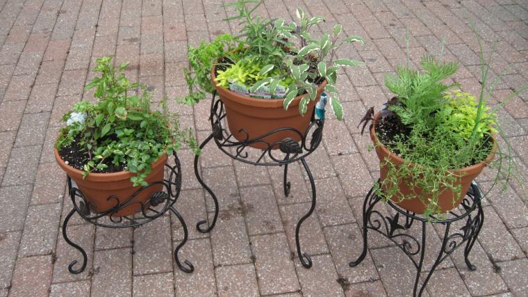 By putting several pots of herbs together, gardeners can take advantage of their aesthetic value as well as put them to use in the kitchen. MU Extension file photo.