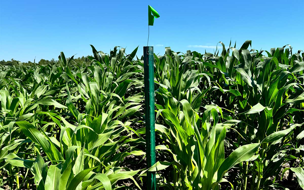 At this research plot at the MU Bradford Research Farm, soil has been fertilized with pig manure to study its effect on corn yields. Photo by Teng Lim, University of Missouri.