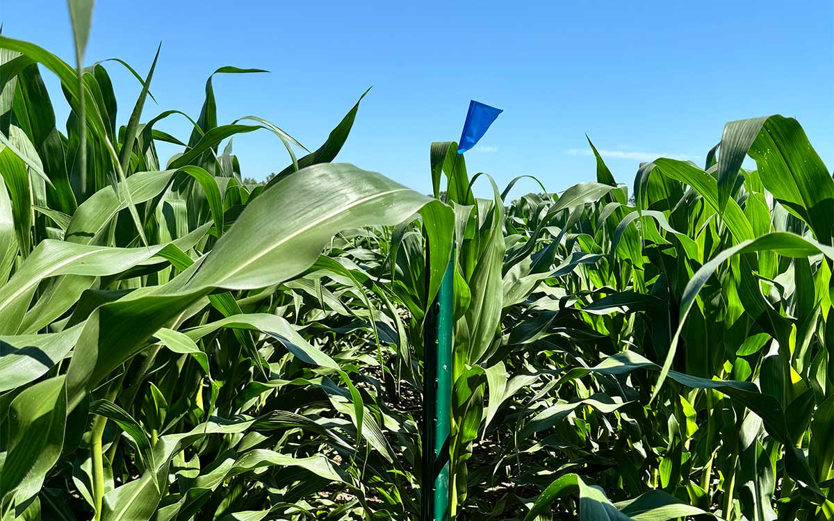 In this research plot at the MU Bradford Research Farm, soil has been treated with pig manure plus starter fertilizer to study the effect on corn yields. Photo by Teng Lim, University of Missouri.