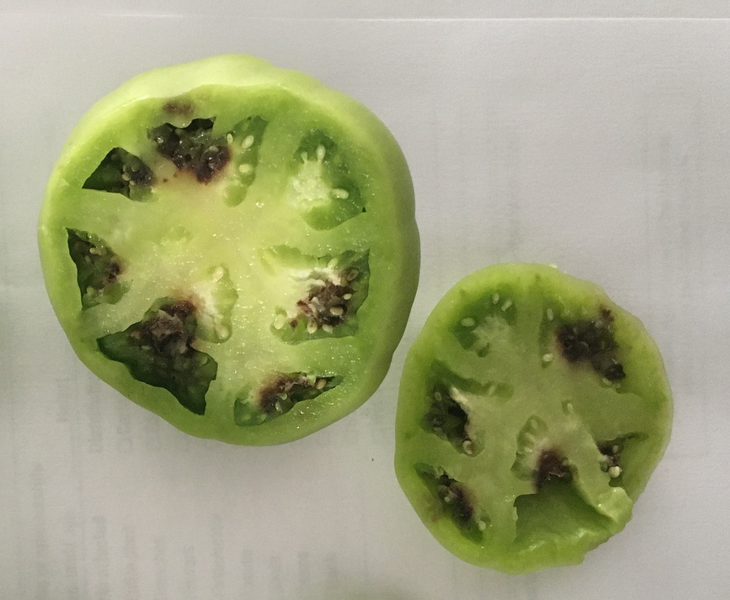 Blossom-end rot of tomato