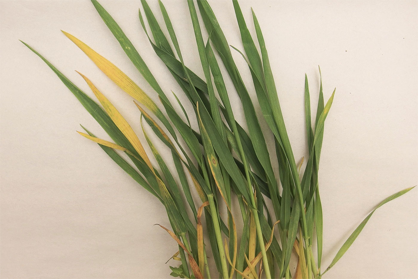 Symptoms of wheat streak mosaic virus (WSMV). Photo: Peng Tian.