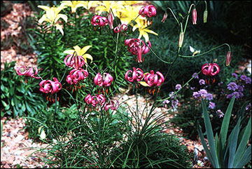 Mulch beds keep the soil cooler in summer and warmer in winter, an important benefit for flowering bulbs. File photo.