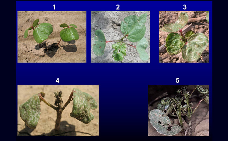 Five levels of thrips damage.