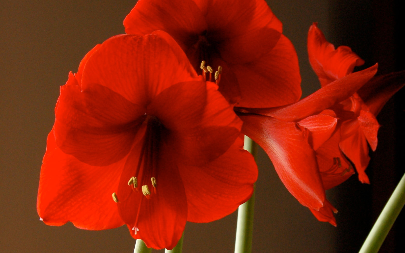 Amaryllis. Chris Starbuck, University of Missouri Extension