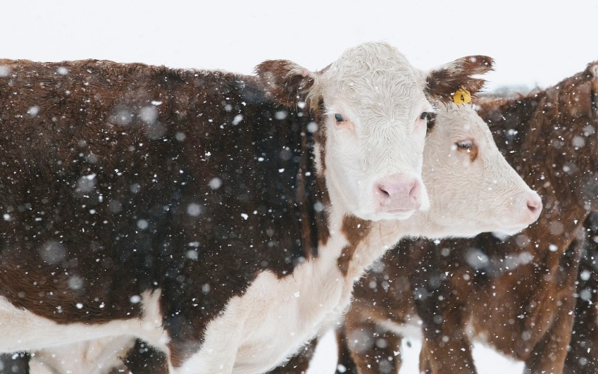 Cattle in snow. Stock photo.