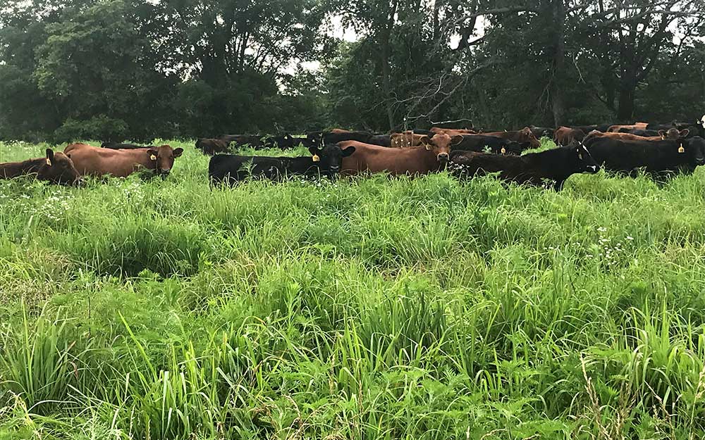 Cattle foraging warm-season grasses.