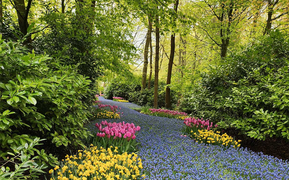 Grape hyacinth river