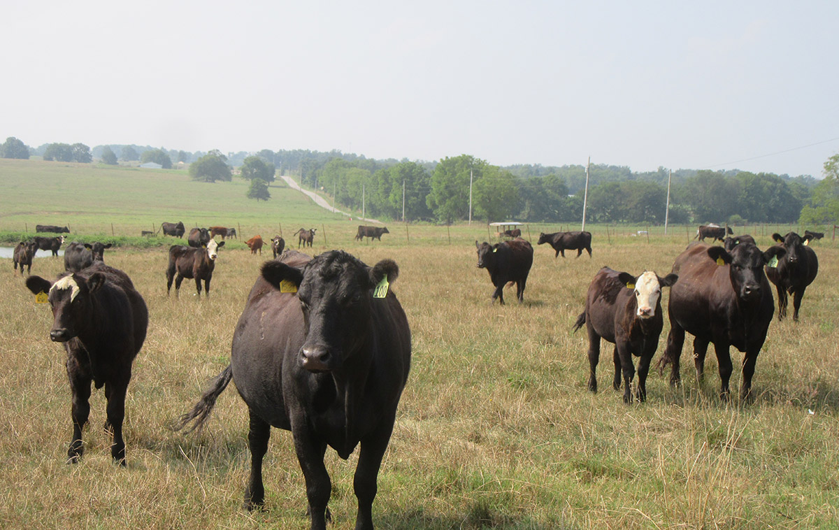 Cherry Warren pasture scene