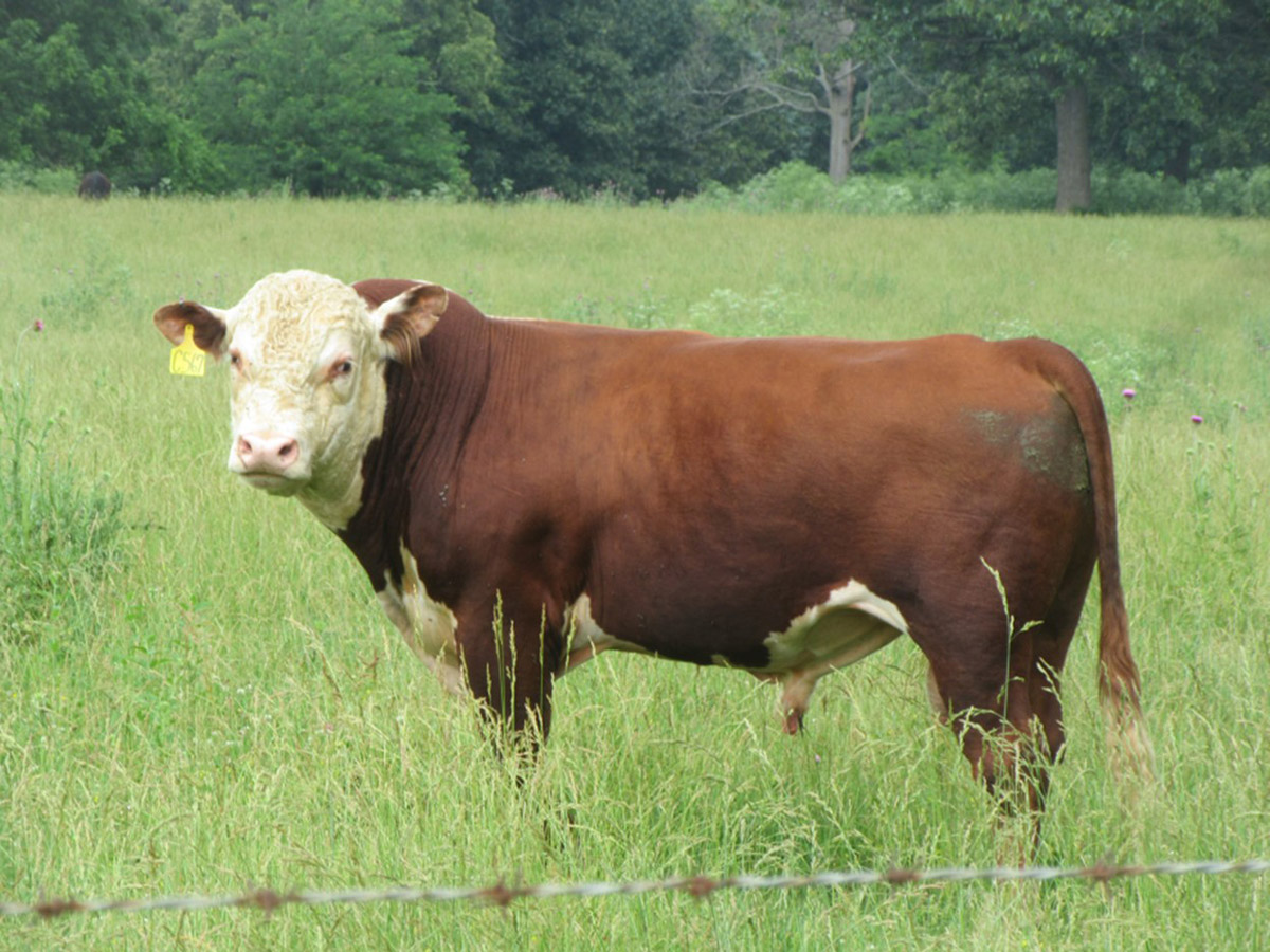 Hereford bull