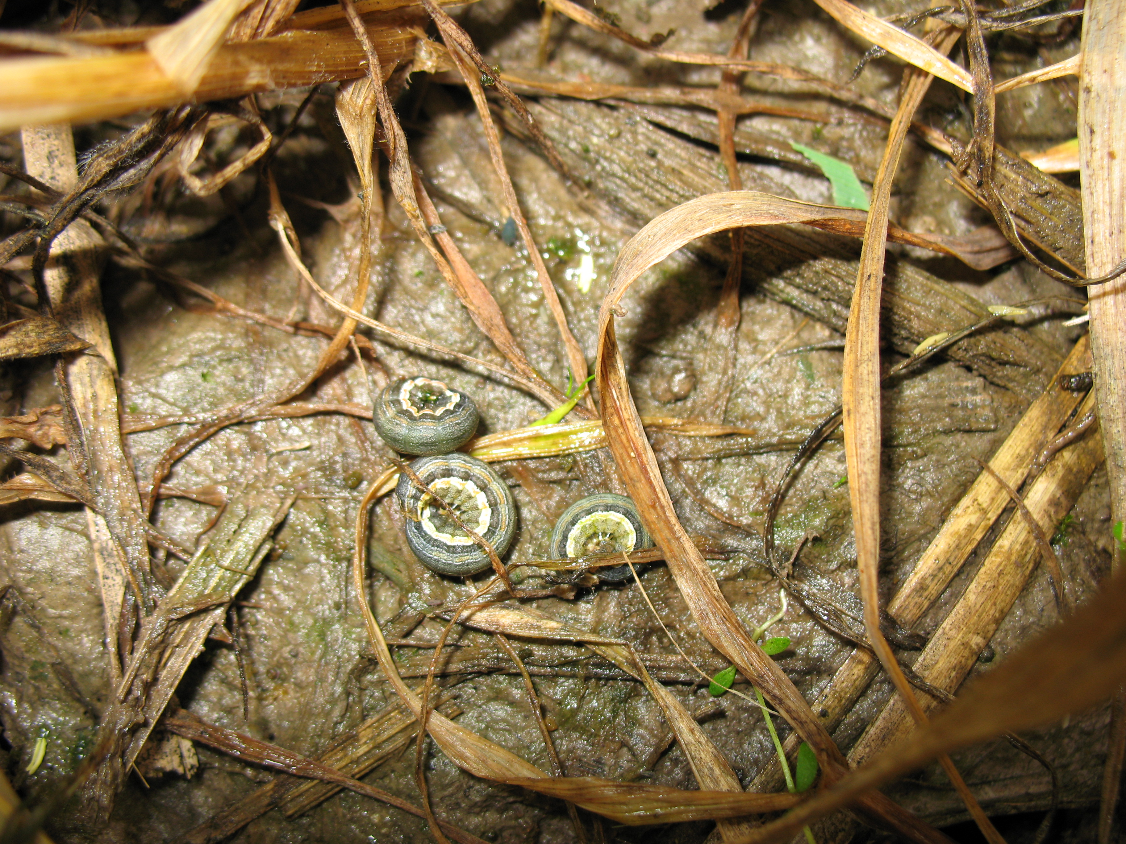 True armyworm in wheat. Photo courtesy of G. Luce, University of Missouri.