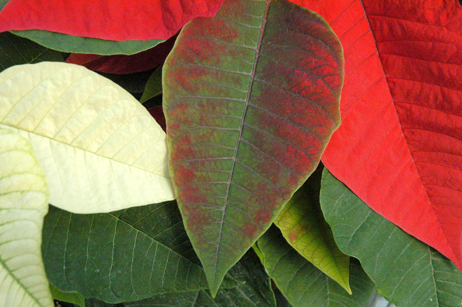 Poinsettia bract beginning to change colorDebbie Johnson