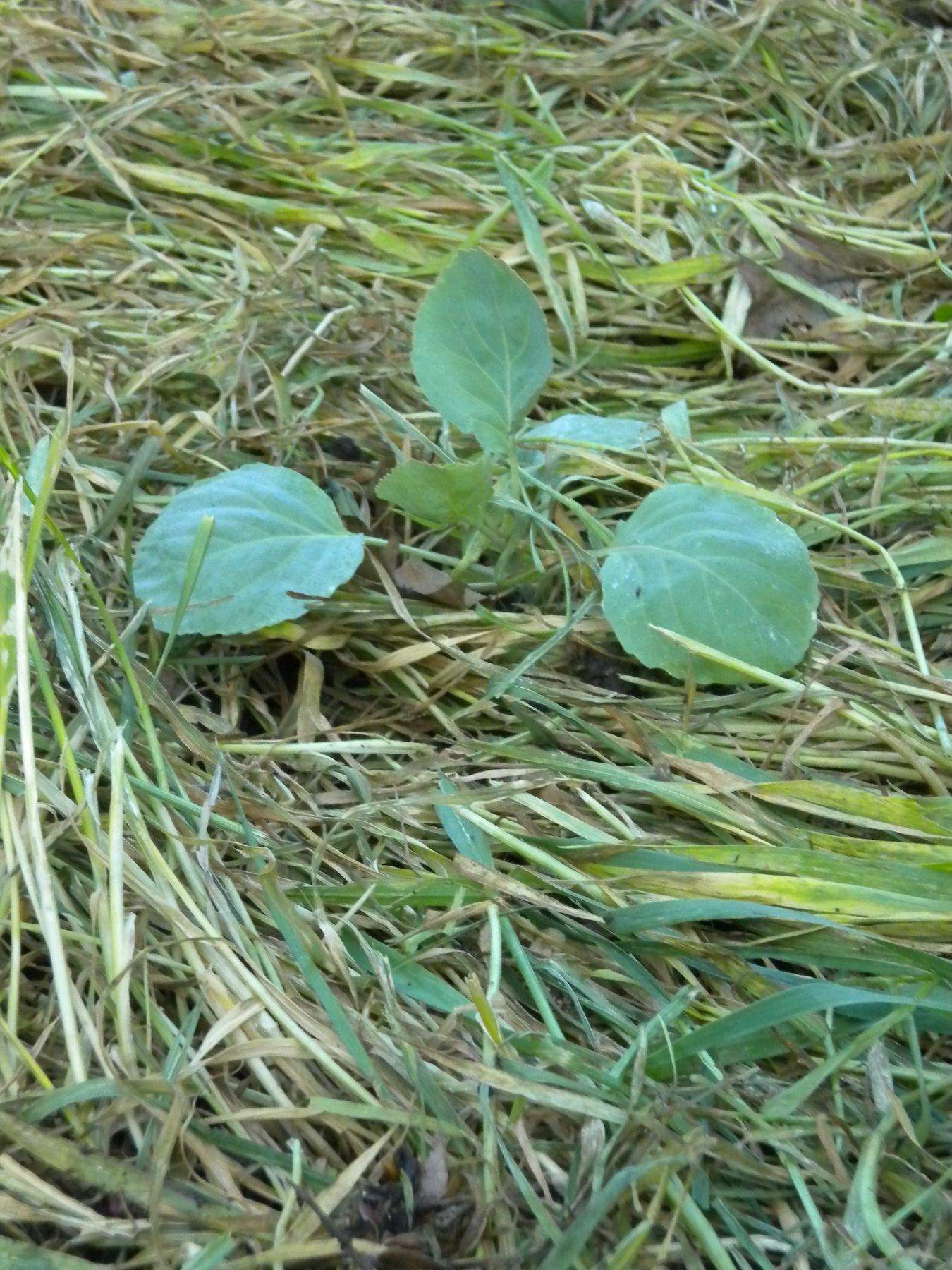 This cabbage transplant, planted into a terminated cover crop of winter wheat, will provide one head of cabbage. By planting a few at a time, the garden will offer a longer window of harvest of this vegetable.MU Extension