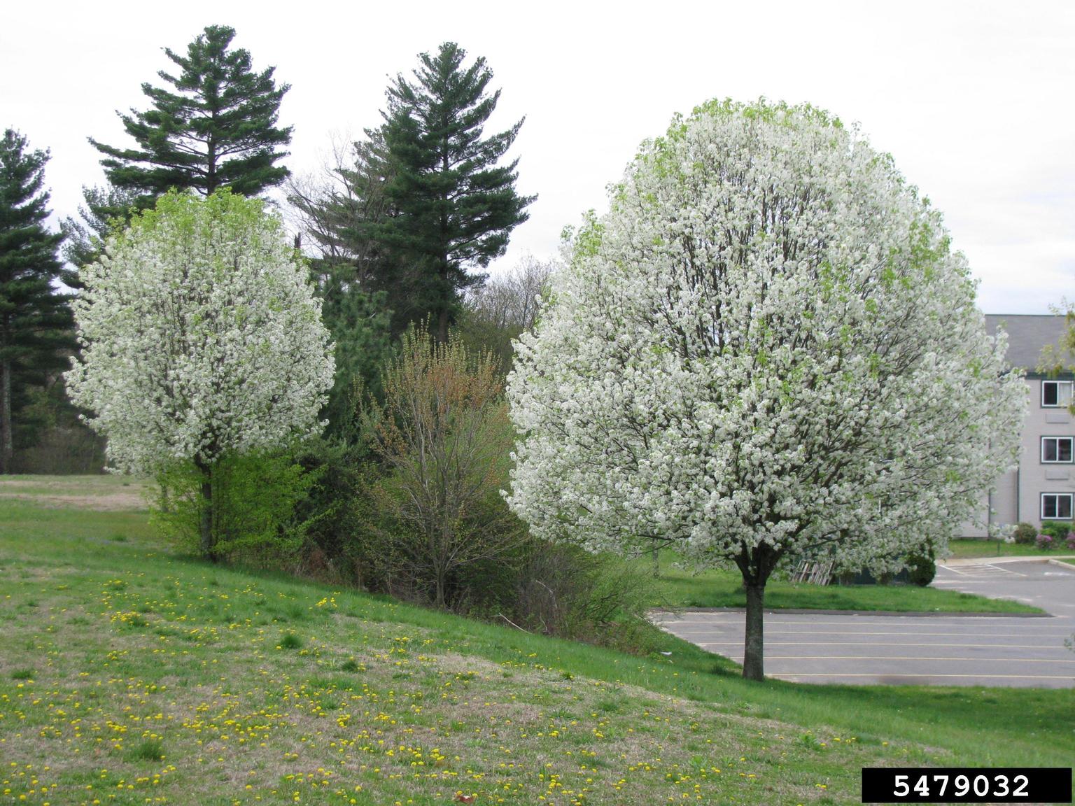 Bradford pear.Leslie J. Mehrhoff, University of Connecticut, Bugwood.org