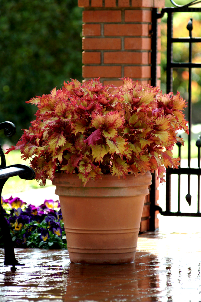 Coleus - HennaNational Garden Bureau Inc.